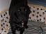 Labrador retriever Tilde