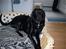 Labrador retriever Tilde