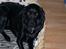 Labrador retriever Tilde - Dejlige thilde.. :)