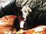 Dobermann Sniper R.I.P.