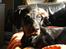 Dobermann Sniper R.I.P.
