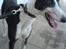 Greyhound Me Dog *2008*