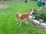 Golden retriever Trunte R.I.P 4/7-08 - Mig i haven