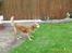 Golden retriever Trunte R.I.P 4/7-08 - Var der en kat der??
