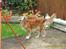 Golden retriever Trunte R.I.P 4/7-08 - Blomsterne er fine..