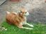 Golden retriever Trunte R.I.P 4/7-08 - Nu gider jeg ikke løbe mere