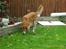 Golden retriever Trunte R.I.P 4/7-08 - Ingen pærer der er faldet ned??