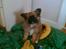 Blanding af racer Gizmo - Gizmo som hel lille.