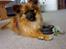 Blanding af racer Gizmo