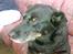 Blanding af racer sandy *R.I.P* - Man er vel en dame..