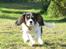 Cavalier king charles spaniel Dina - Yeeha! Ligefrem fartstriber :b