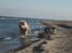 Cavalier king charles spaniel Dina - Amy og Dina får sig en løbetur på stranden