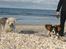 Cavalier king charles spaniel Dina
