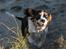 Cavalier king charles spaniel Dina - Øh.. Grimlingen Dina!