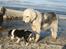 Cavalier king charles spaniel Dina