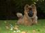 Eurasier Spike - Se hvor stor jeg er blevet.