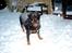 Rottweiler Tayson - SNEEEEE Jubiiii