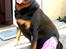 Rottweiler Tayson - NYT!!!!! Se lige mit flotte lyserøde gips med røde hjerter (Opereret for et sprængt korsbånd. Han tog det hele så flot min store dreng:)