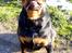 Rottweiler Tayson - *Baaahhh* Du så dum moar!!!!!