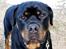 Rottweiler Tayson