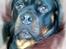 Rottweiler Tayson - Flotte Tayson