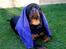 Rottweiler Tayson - Do You feel lucky? Well, do ya, punk
