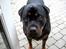 Rottweiler Tayson - Har i set mage til bedende øjne...suk:)