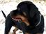 Rottweiler Tayson