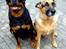Rottweiler Tayson - HÆHÆ.... IM WITH STUPID --> -->-->-->