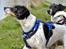 Dansk svensk gaardhund Eddie R.I.P. min dreng... - Flere guffere til mig tak... (Fotograf: Maria Diling)