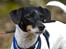 Dansk svensk gaardhund Eddie R.I.P. min dreng... - Smukke mig. (Fotograf: Maria Diling)