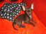 Chihuahua Zoe - Den smukke lille prinsesse... :o)