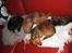 Chihuahua Zoe - Justin og Zoe (til højre) putter med Kiri og Dario...