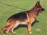 Schæferhund ravnerocks kimbo - Kimbo´s Far: Romeo von pallads athene