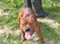 Staffordshire bull terrier Armani