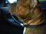 Staffordshire bull terrier Armani - Styrer min fars Porsche...