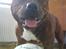 Staffordshire bull terrier Armani