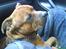 Staffordshire bull terrier Armani