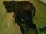 Staffordshire bull terrier Armani