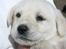 Labrador retriever Harrison *hos eksen* - Første gang vi var ude og kigge på ham