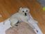 Labrador retriever Harrison *hos eksen* - Lille baby:-)