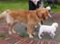 Labrador retriever Harrison *hos eksen* - Harrison og Guffe