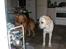 Labrador retriever Harrison *hos eksen* - Harrison og Guffe - lidt større