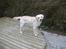 Labrador retriever Harrison *hos eksen* - Smukke hund