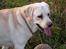 Labrador retriever Harrison *hos eksen* - Smil:-)