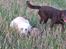 Labrador retriever Harrison *hos eksen* - Du kan ikke finde mig, hehe:-)