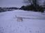 Labrador retriever Harrison *hos eksen* - Sne er sjovt