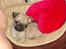 Mops Adolf Victor