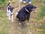 Blanding af racer sandy *R.I.P* - Tante Sandy og Nico...