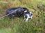 Blanding af racer sandy *R.I.P* - Hvad finder vi mon ??